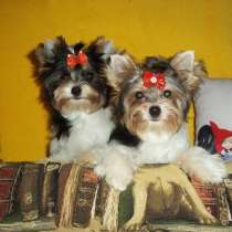 Щенок (мальчик) Бивер йоркширского терьера, в г.Старобельск