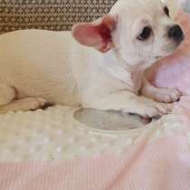 Chihuahua. Boy, в г.Boxberg