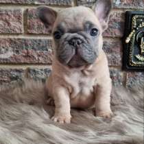 Французский бульдог, в г.Стамбул