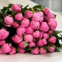 Пионы, в Санкт-Петербурге