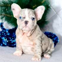 French bulldog. Blue eyes merle boy, в г.Берлин