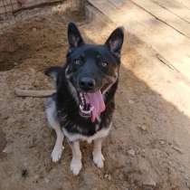 Умный зубастик ищет дом, в Санкт-Петербурге