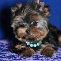 Щенки Йоркширского терьера, трехмесячная мини девочка, в Москве