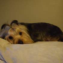 Йоркширский Терьер, в г.Анталия