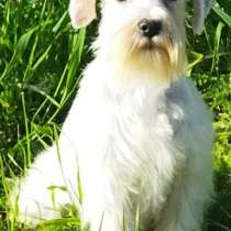 Цверг шнауцер. White, в г.Франкфурт-на-Майне