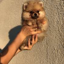 Ищут дом щенки шпица, в г.Барселона