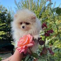 Померанский шпиц. Мини, в г.Rothenburg