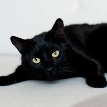 Тейд – роскошный хвостик, в г.Минск