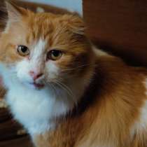 Замечательный кот Рыжик ищет любящий дом!, в Санкт-Петербурге