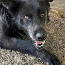 Блэк- самая прекрасная собака на свете в добрые руки!, в Москве