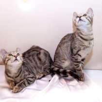 Котята — сестрички, с красивыми «бенгальскими пятнышками», в Москве