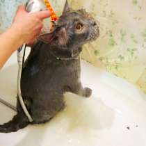 "Тюнинг" котов и кошек. Оставьте хлопоты профессионалам!, в г.Днепропетровск