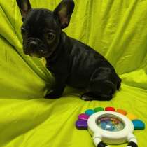 French Bulldog. Black male and female, в г.Магдебург