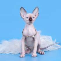 Грация- Эльф, бамбино, Двэльф, сфинкс, разноглазые, в Пензе