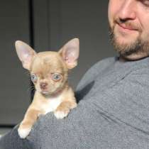 Малышка чихуахуа, в Саратове