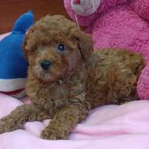 Той пудель. Red, в г.Берлин