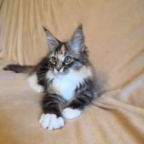 Maine Coon, в г.Shenandoah