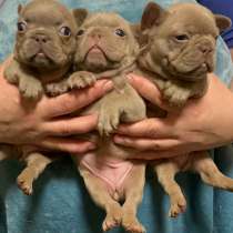 Французский бульдог. Isabella, в г.Берлин