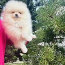 Пом. шпиц. Девочка мини, в г.Вена