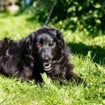 Кудрявая собачка изумительной красоты, в Санкт-Петербурге