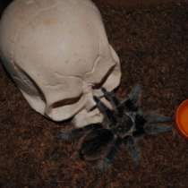 Пауки птицееды, в Кемерове