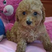 Той пудель. Apricot, в г.Бремен