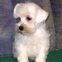 Цверг шнауцер, в г.Мюнхен