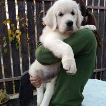 Щенки золотистого ретривера, в г.Васильков