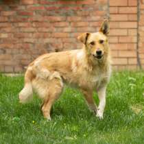 Милая игривая собака-золотинка, в Санкт-Петербурге