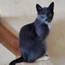 Ласковая Эльфи, в г.Минск