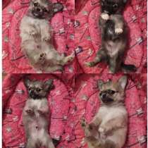 Щенки чихуахуа гш, мальчики, в Москве