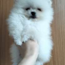 Померанский шпиц. Мини, в г.Мюнхен