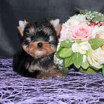 Щенки Йоркширского терьера. Девочка мелкий стандарт, в Москве