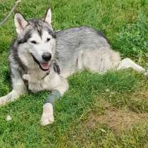 Продам подрощенного маламута, в г.Трир