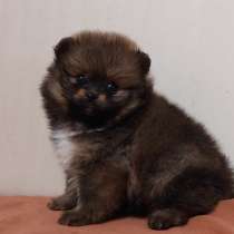 Померанский шпиц, в г.Майнц