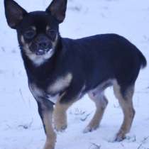 Чихуахуа. Стандарт, в г.Lalendorf