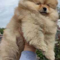 Померанский шпиц, в г.Магдебург