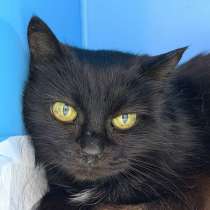 Трогательная кошечка Картоха в добрые руки!, в Москве