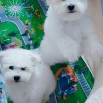 Бишон фризе. Boy's, в г.Мюнхен