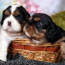 Кавалер Кинг Чарльз спаниель, в г.Малага