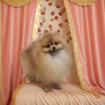 Померанский шпиц. Мальчик, в г.Берлин