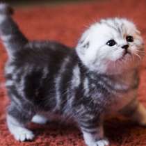 Котята шотландцы и британцы, в Москве