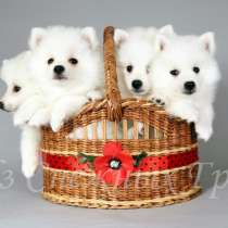 Продаю белоснежных щенков шпица, в Сочи