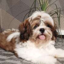 Ши тцу. Boy's and girl, в г.Фридберг