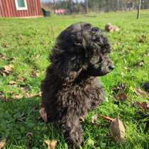 Щенок Той-Пуделя Кавалер, в г.Таллин