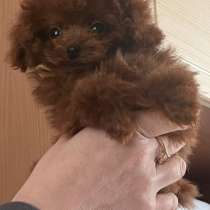 Poodle teacup. Red brown girl, в г.Берлин