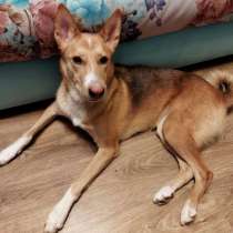 Красавица Джесси (метис лайки) в добрые руки!, в Москве