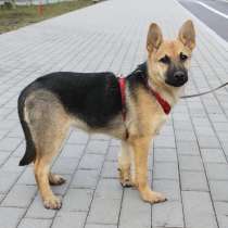 Умная, бесстрашная мини-овчарочка, в Санкт-Петербурге