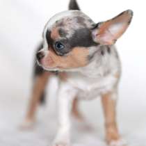 Чихуахуа премиум класа редкий окрас мерле, в г.Тель-Авив