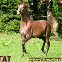 Продается арабский жеребчик ЛЕГАТ, в Самаре